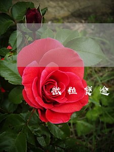 微粒贷逾期两万3个多月 微粒贷逾期两万3个多月
