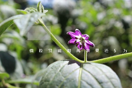 微粒贷逾期两年要还5万 微粒贷逾期两年要还5万