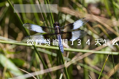 微粒贷逾期了34天怎么办 微粒贷逾期了34天怎么办