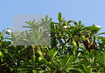 微粒贷逾期了协商只还本金可以吗 微粒贷逾期了协商只还本金可以吗