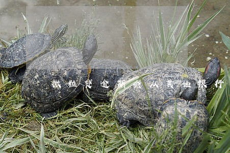 微粒贷逾期会从其他银行卡扣款 微粒贷逾期会从其他银行卡扣款