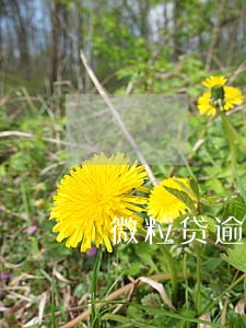 微粒贷逾期会封信用卡么