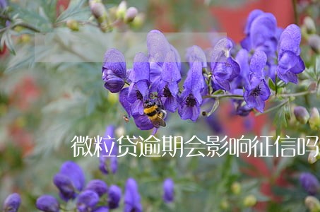 微粒贷逾期会影响征信吗6 微粒贷逾期会影响征信吗6