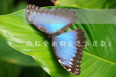 微粒贷逾期后怎么还款6 微粒贷逾期后怎么还款6