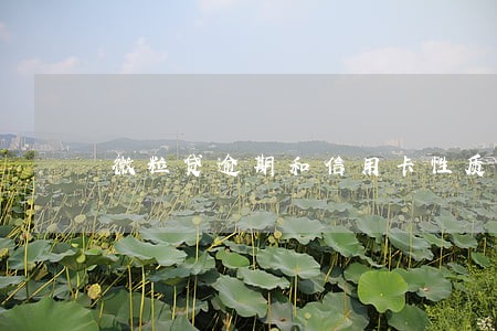 微粒贷逾期和信用卡性质一样吗 微粒贷逾期和信用卡性质一样吗