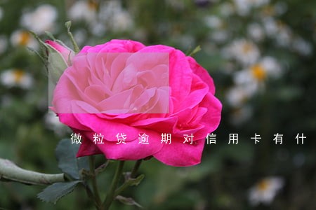 微粒贷逾期对信用卡有什么影响 微粒贷逾期对信用卡有什么影响