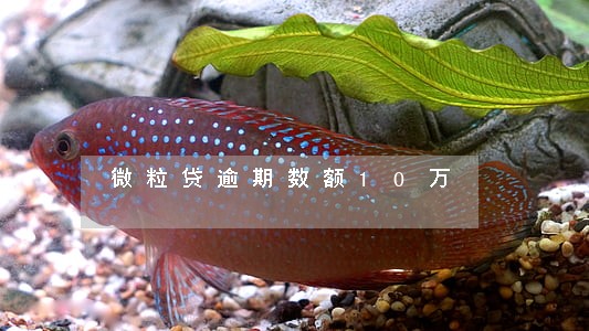 微粒贷逾期数额10万 微粒贷逾期数额10万