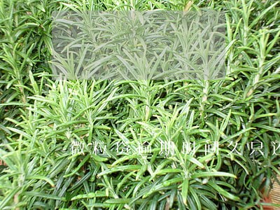 微粒贷逾期时间久只还本金