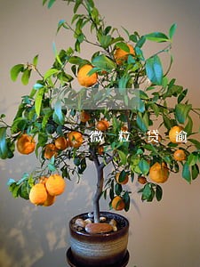 微粒贷逾期涉嫌诈骗银行贷款 微粒贷逾期涉嫌诈骗银行贷款