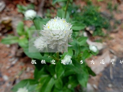 微粒逾期15天还可以借吗 微粒逾期15天还可以借吗