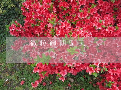 微粒逾期5天 微粒逾期5天
