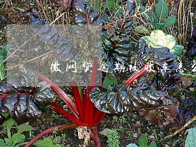 微网贷逾期被收车怎么办 微网贷逾期被收车怎么办