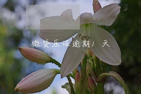 微贷压证逾期1天 微贷压证逾期1天