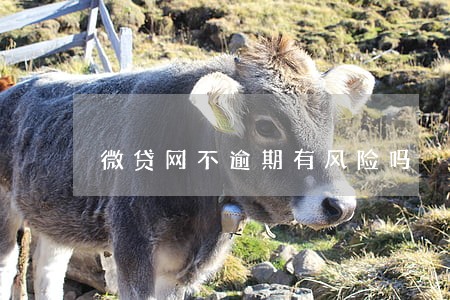 微贷网不逾期有风险吗 微贷网不逾期有风险吗