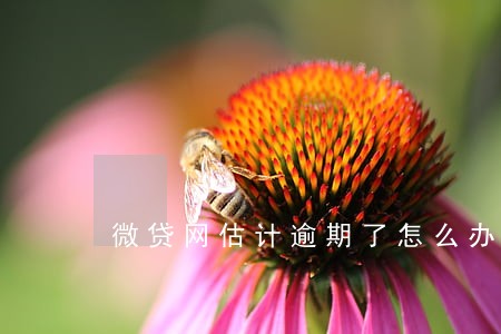 微贷网估计逾期了怎么办