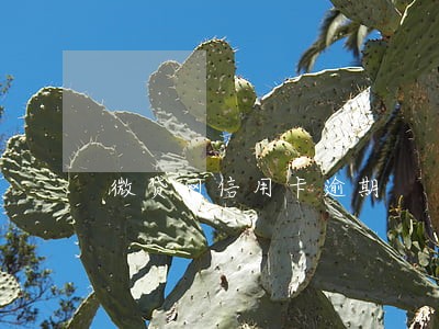 微贷网信用卡逾期