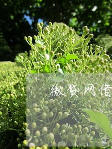 微贷网借款逾期了 微贷网借款逾期了