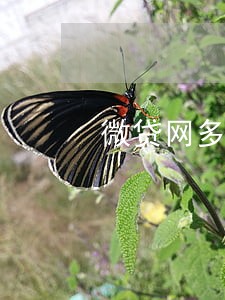 微贷网多米贷逾期上征信吗 微贷网多米贷逾期上征信吗