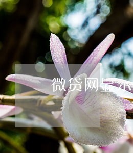 微贷网显示逾期后还了怎么处理 微贷网显示逾期后还了怎么处理