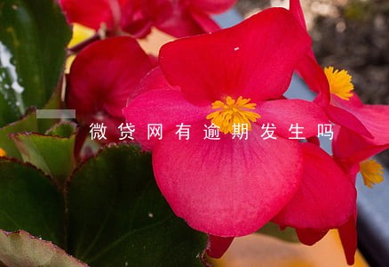 微贷网有逾期发生吗 微贷网有逾期发生吗