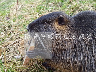 微贷网的钱已逾期还要还吗