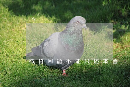 微贷网能不能只还本金