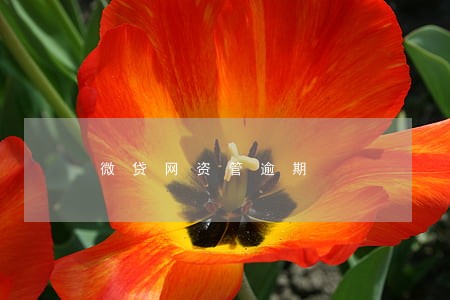微贷网资管逾期 微贷网资管逾期