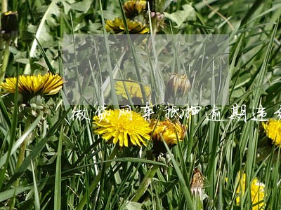 微贷网车抵押逾期违约金高吗 微贷网车抵押逾期违约金高吗