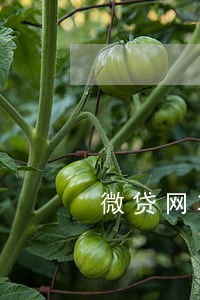 微贷网车抵贷逾期几天收车 微贷网车抵贷逾期几天收车