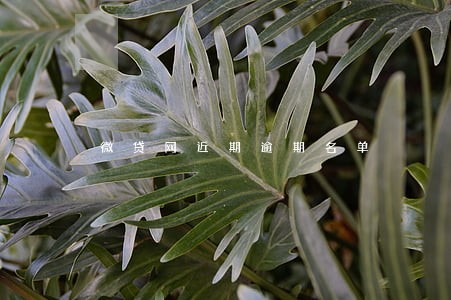 微贷网近期逾期名单 微贷网近期逾期名单