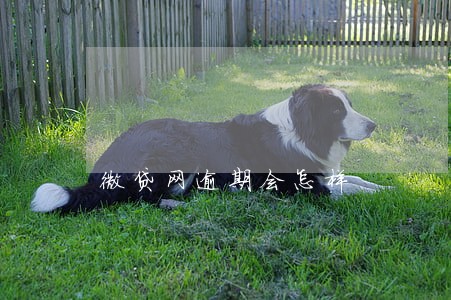 微贷网逾期会怎样 微贷网逾期会怎样