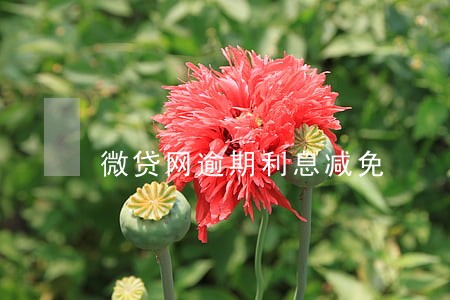 微贷网逾期利息减免 微贷网逾期利息减免