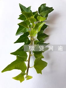 微贷网逾期利息高吗 微贷网逾期利息高吗