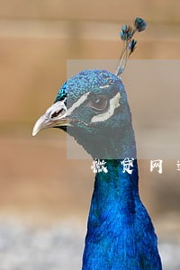 微贷网逾期可以延期吗 微贷网逾期可以延期吗