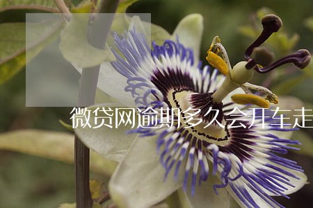 微贷网逾期多久会开车走 微贷网逾期多久会开车走