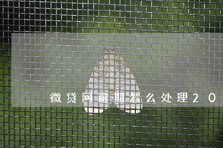 微贷网逾期怎么处理2019 微贷网逾期怎么处理2019