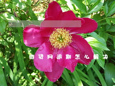 微贷网逾期怎么解决 微贷网逾期怎么解决