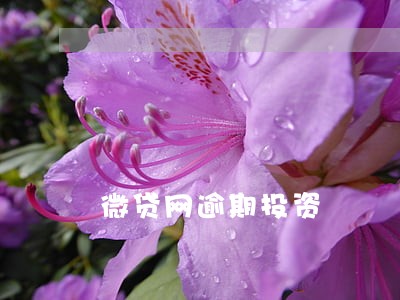 微贷网逾期投资 微贷网逾期投资