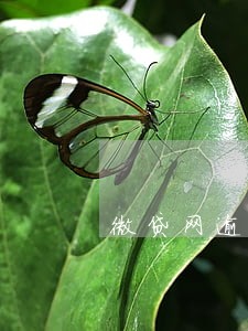 微贷网逾期有权拖车吗 微贷网逾期有权拖车吗