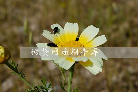 微贷网逾期车库 微贷网逾期车库