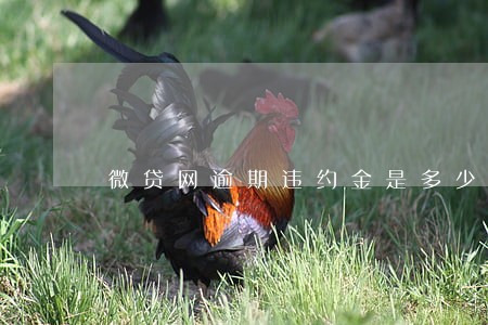 微贷网逾期违约金是多少 微贷网逾期违约金是多少