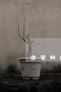 微贷网随想贷逾期会拖车吗 微贷网随想贷逾期会拖车吗