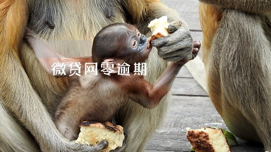 微贷网零逾期 微贷网零逾期
