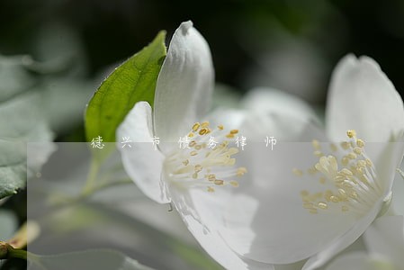 德兴市债务律师 德兴市债务律师