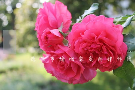 德兴市婚姻家庭网律师团队 德兴市婚姻家庭网律师团队