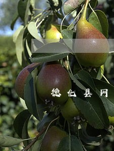 德化县网络法律律师在线免费咨询 德化县网络法律律师在线免费咨询