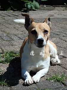 德国刑法中力图