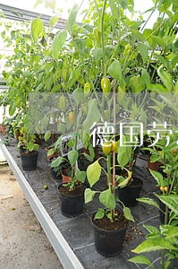 德国劳动法解雇赔偿 德国劳动法解雇赔偿