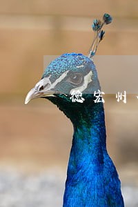 德宏州合同审查律师费用咨询 德宏州合同审查律师费用咨询