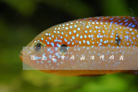 德宏芒市婚姻律师推荐 德宏芒市婚姻律师推荐